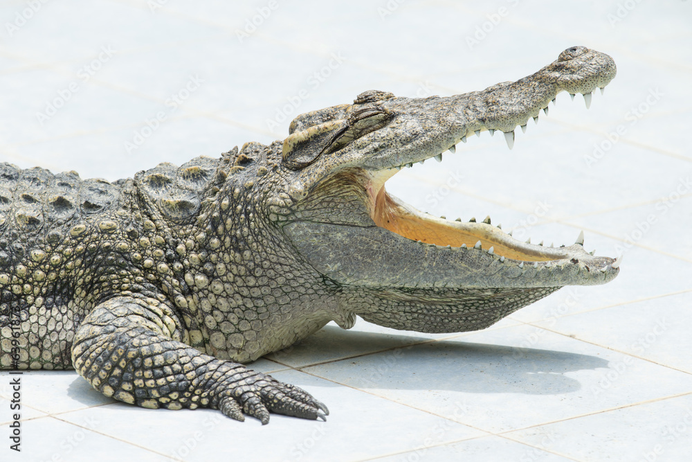 Fototapeta premium Aligator