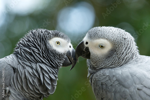Fotótapéta macaw