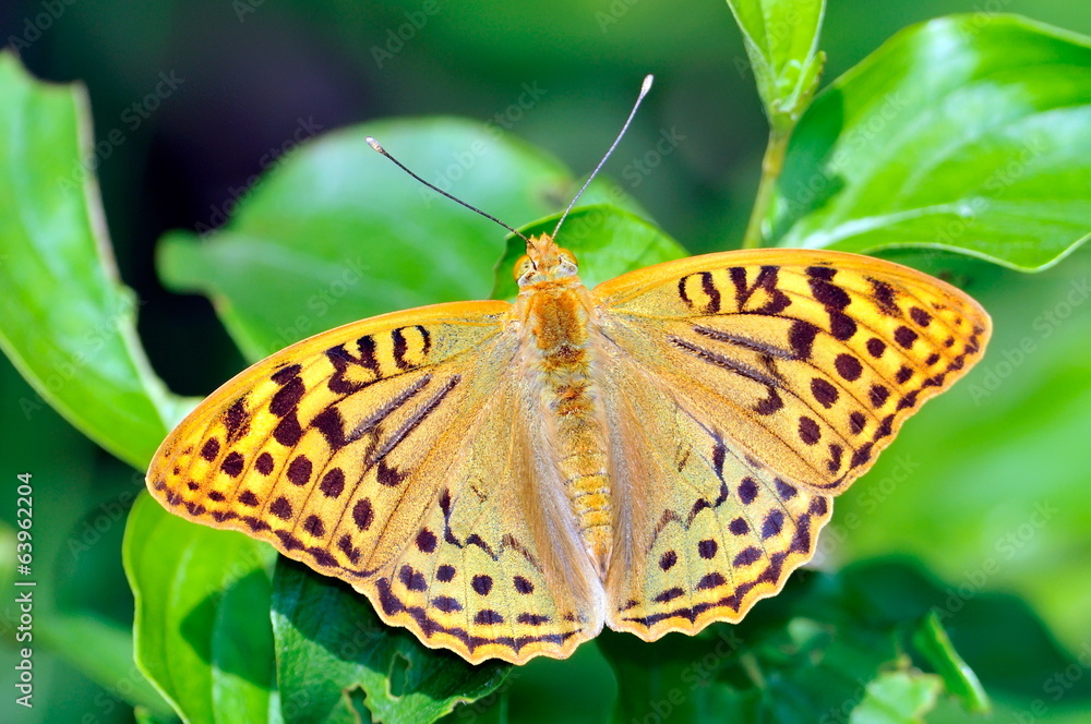 Fototapeta premium butterfly in natural habitat (melitaea aethera)