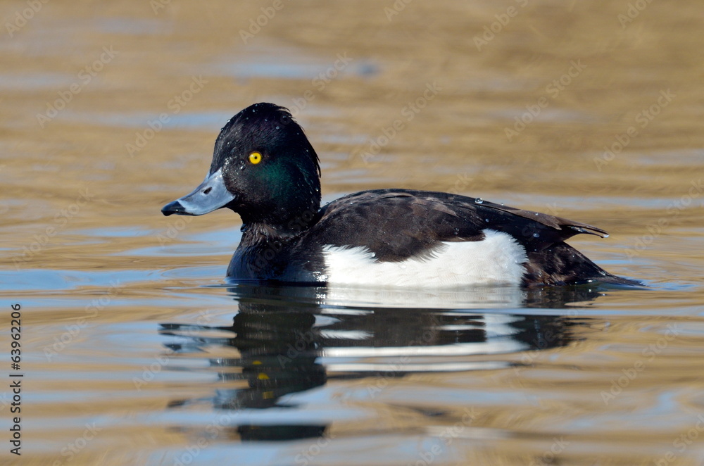 Fototapeta premium duck in natural habitat