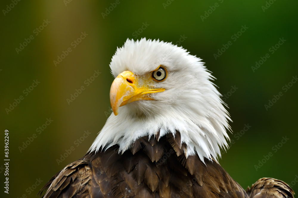 The Bald Eagle (Haliaeetus leucocephalus) portrait The Bald Eagle (Haliaeetus leucocephalus) portrait