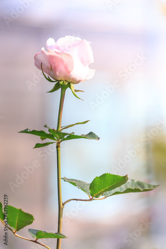 Beautiful pink roses 