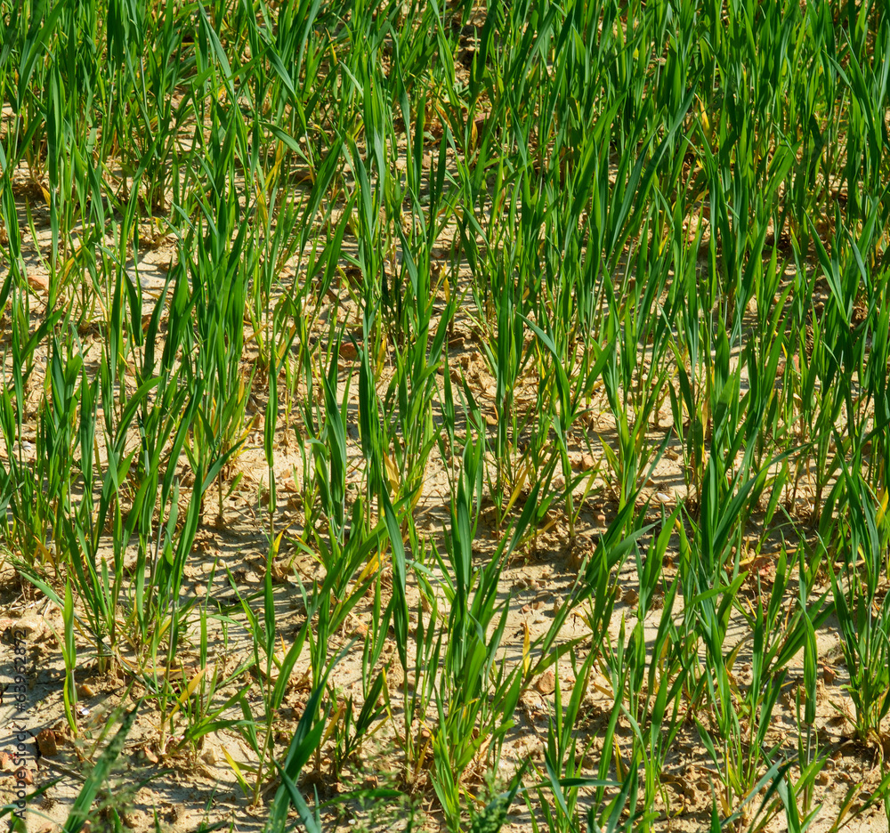 Obraz premium Close up of young plants growing in a field