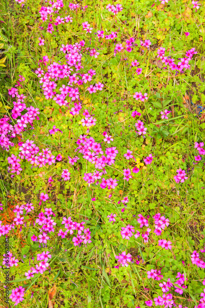 Obraz premium Pink woodsorrel (Oxalis corymbosa)