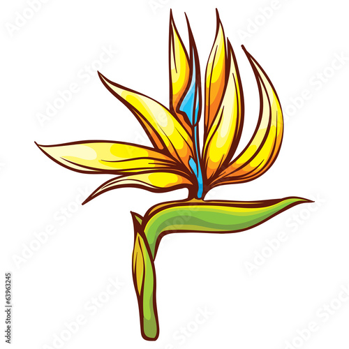 bird of paradise tropic flower exotic flora
