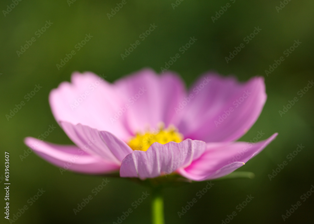 Fototapeta premium 秋桜