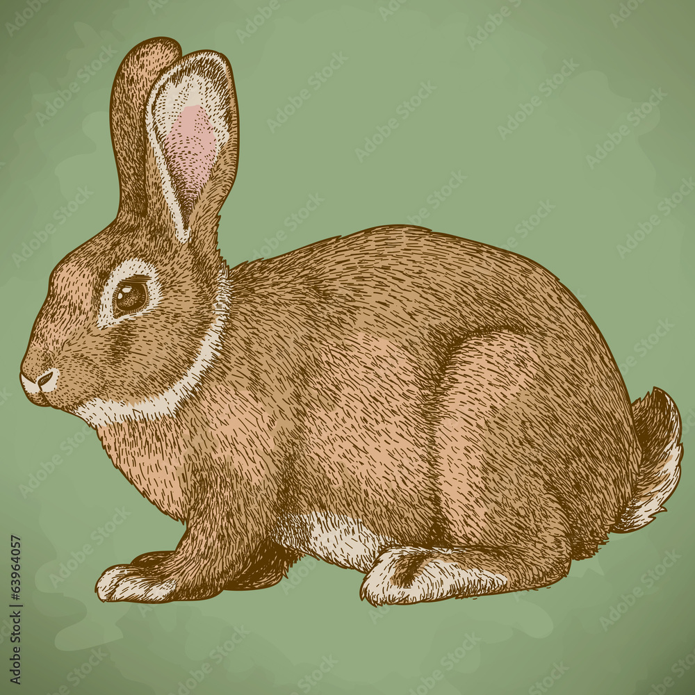 Naklejka premium vector engraving rabbit in color