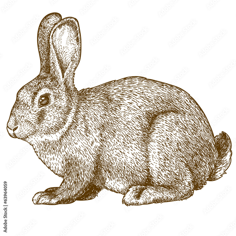 Naklejka premium vector engraving rabbit on white background