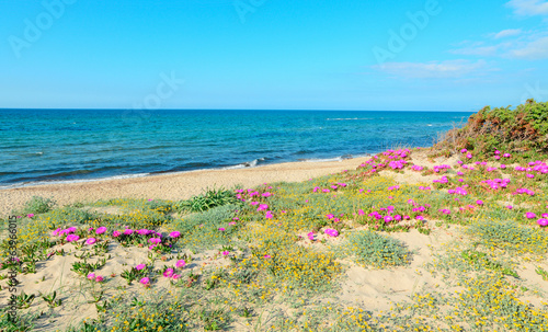 sand dunes and pink flowers