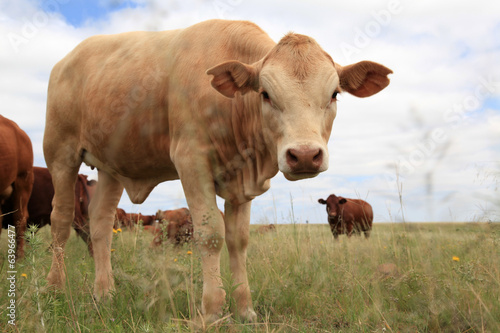 Bull calf and herd.