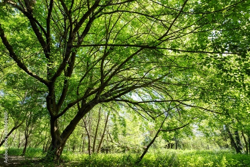 Maple tree at spring