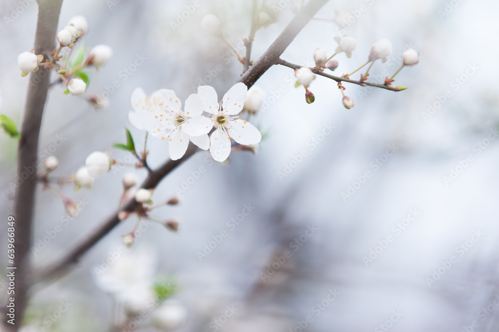 Tree branch with white flowers in spring Tree branch with white flowers in spring