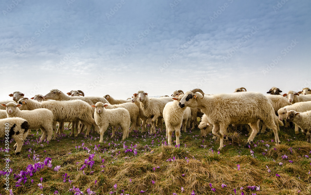 Fototapeta premium Sheep
