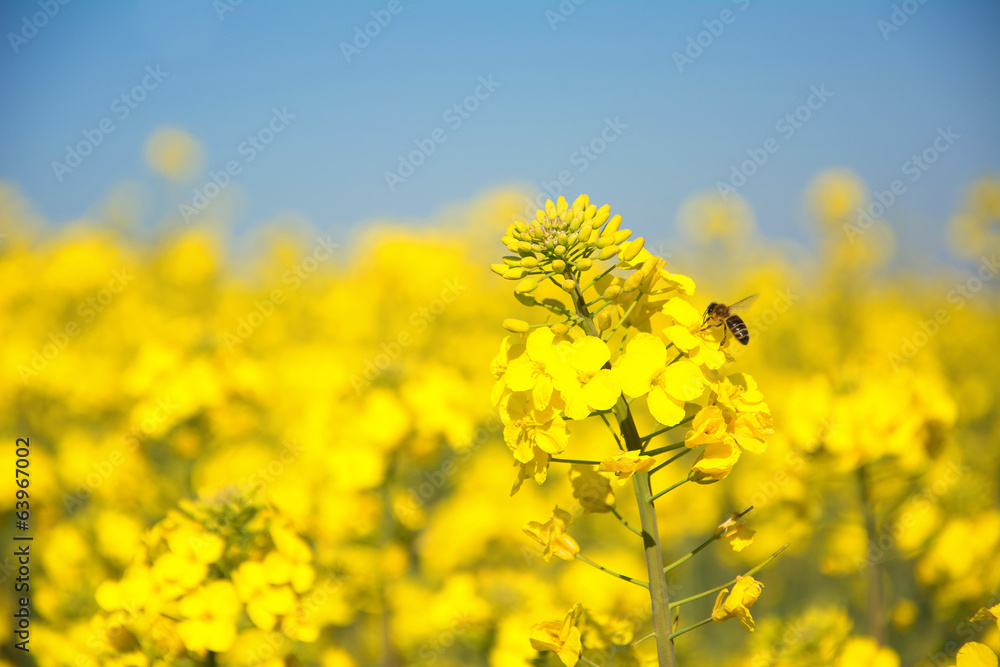 Swiss agriculture  Field of rapeseed  plant for green energy