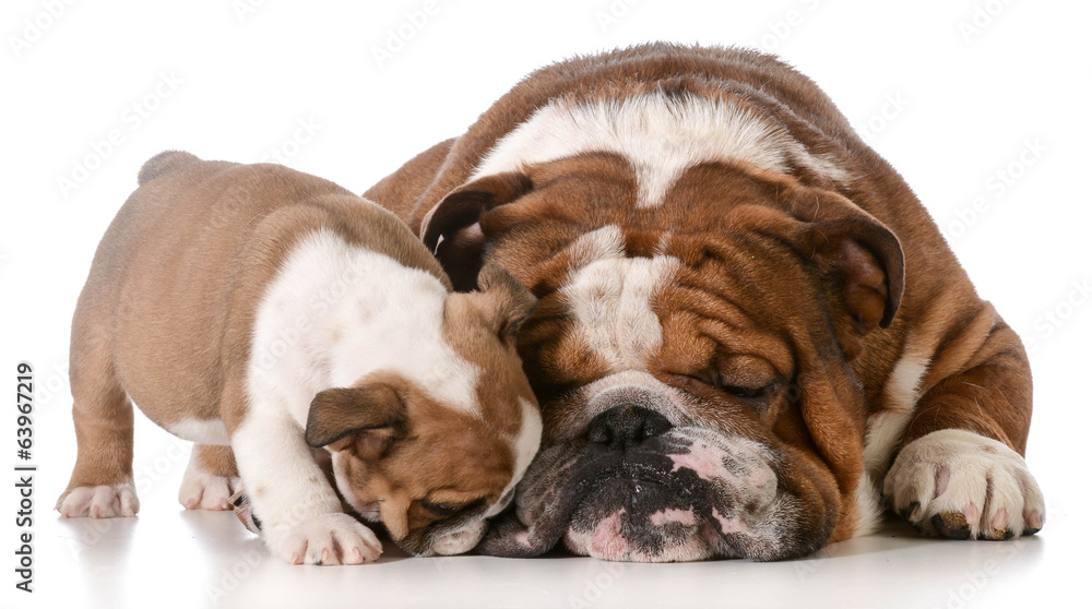 Fototapeta premium bulldog father and son