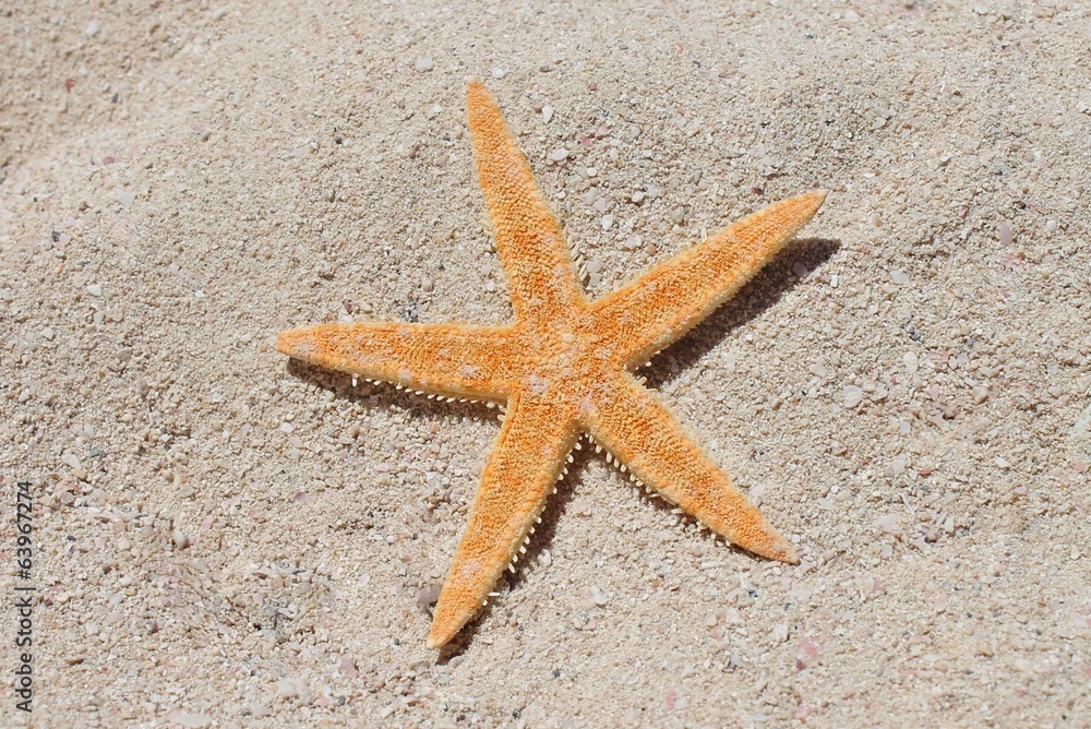 starfish on sand beach