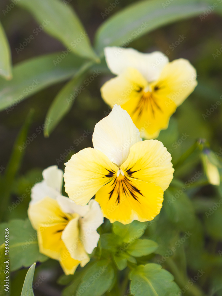 Spring flower Spring flower