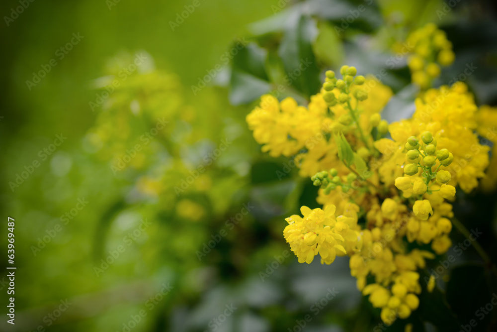 Candlebush, a wild yellow flower in natural light Candlebush, a wild yellow flower in natural light