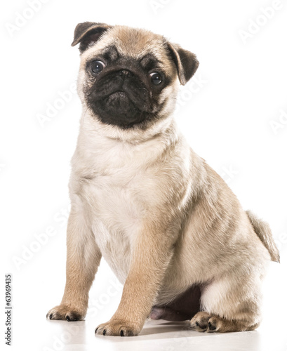 pug © Willee Cole