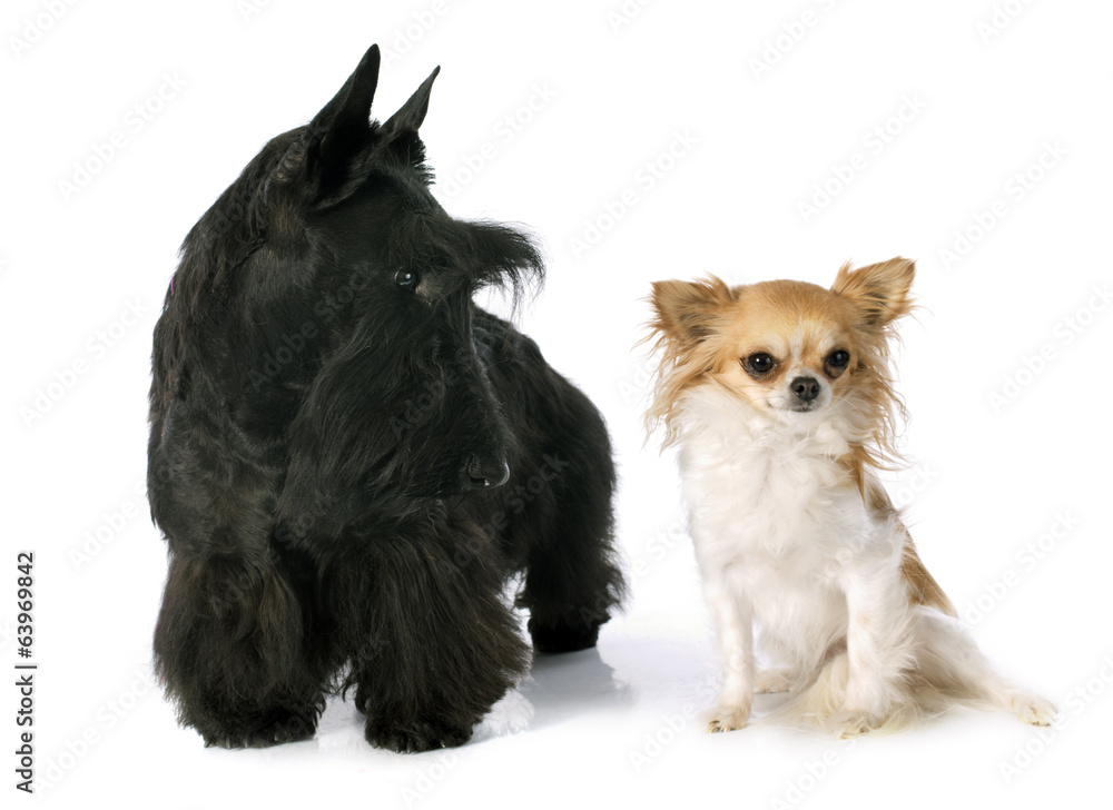 Scottish Terrier and chihuahua Scottish Terrier and chihuahua