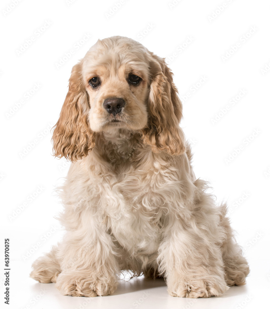 cocker spaniel puppy cocker spaniel puppy