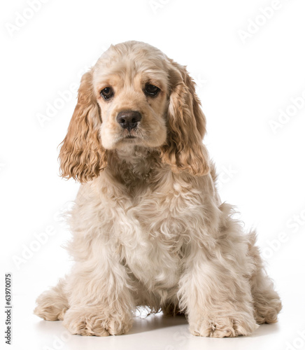 Obraz w ramie cocker spaniel puppy