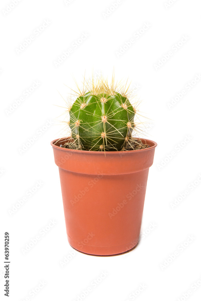 Cactus isolated on white background Cactus isolated on white background