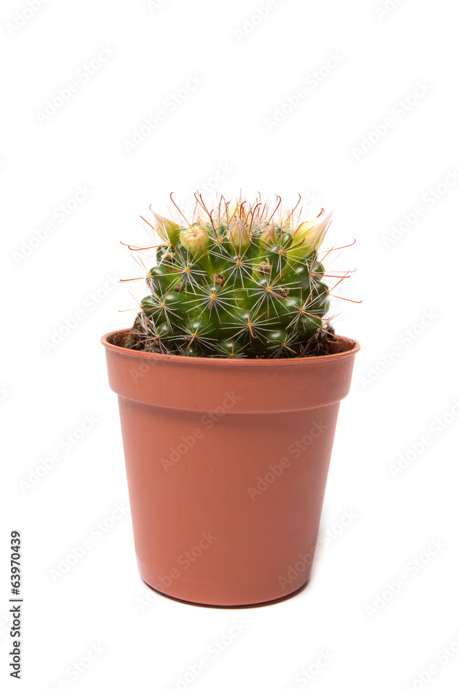 Cactus isolated on white background Cactus isolated on white background