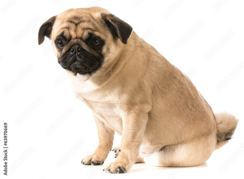 pug sitting