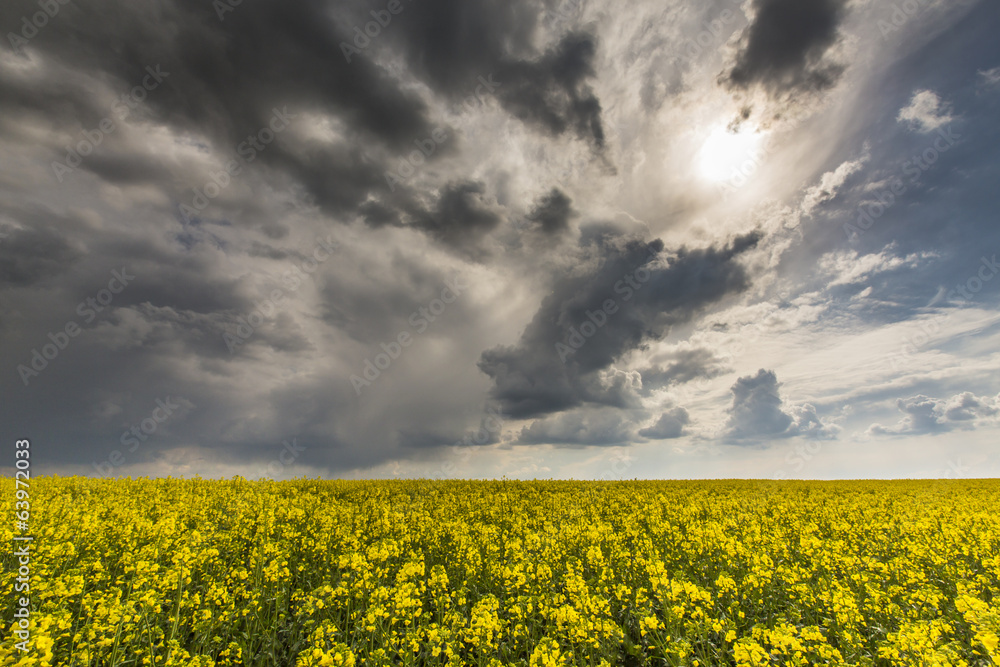 Obraz premium Canola fields in remote rural area, profiled on stormy sky