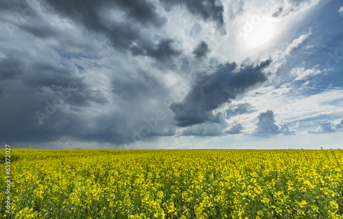 Canola fields in remote rural area  profiled on stormy sky