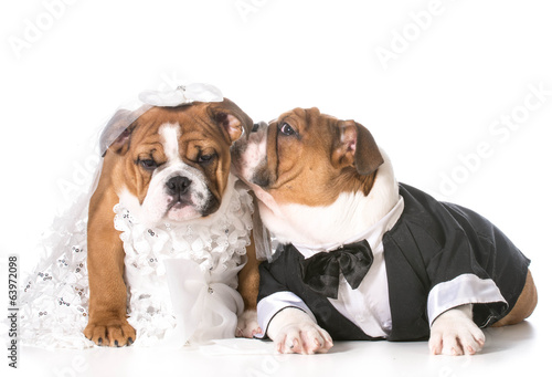 dog bride and groom