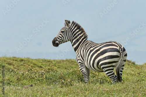 Tansania-Zebra-13530 © eSchmidt