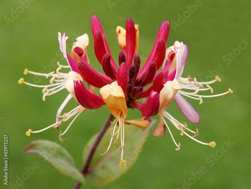 purple and yellow flower of Lonicera Peryclimenum serotina photo