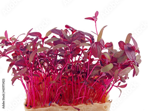 Obraz na płótnie amaranth sprouts
