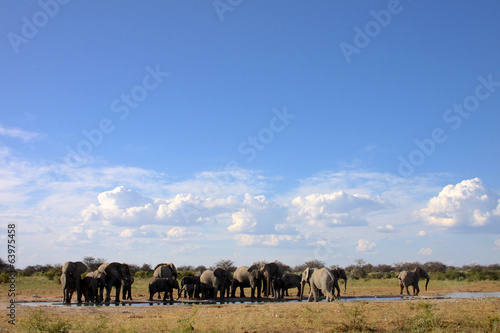 Elephant Lido. Etosha Namibia