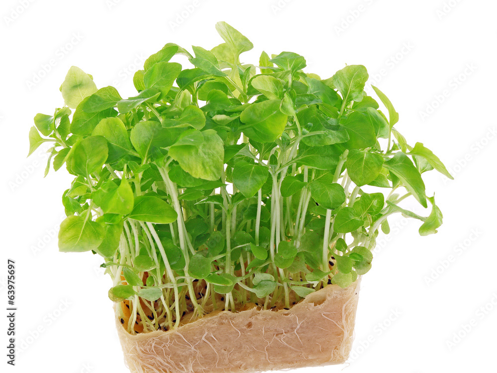 Naklejka premium cress as dessert ingredient & garnish