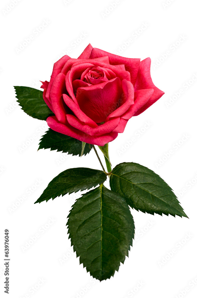 Fototapeta premium bright beautiful pink rose