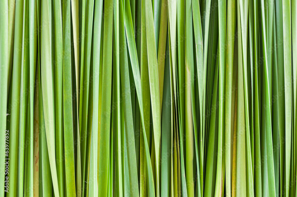 abstract green leaf background