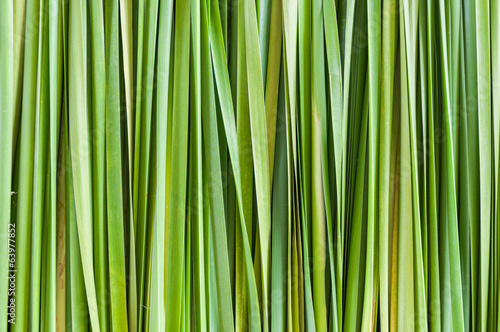 abstract green leaf background