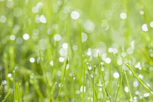 green grass with water dew