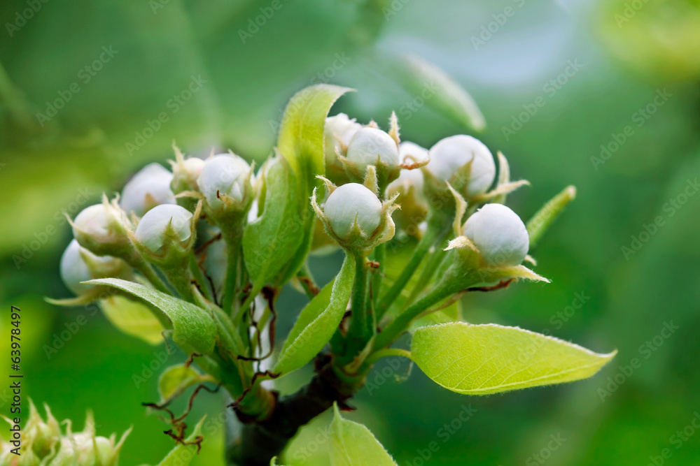 Obraz premium A flowering branch