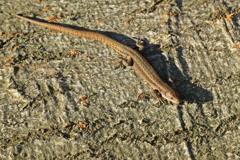 Waldeidechse (Zootoca vivipara) auf Baumstamm Waldeidechse (Zootoca vivipara) auf Baumstamm
