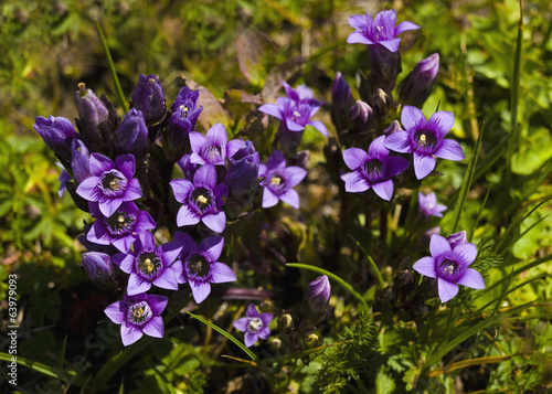 small purple mountain flowers in spring