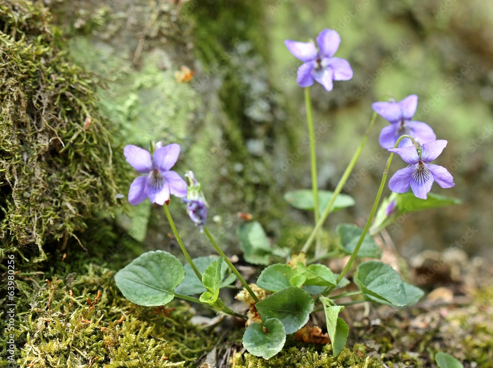 HainVeilchen (Viola riviniana) StockFoto Adobe Stock