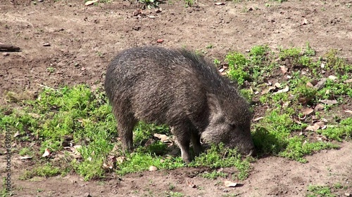 Chacoan peccary or tagua (Catagonus wagneri). photo