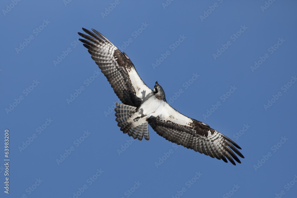 Obraz premium Osprey soars in the sky.