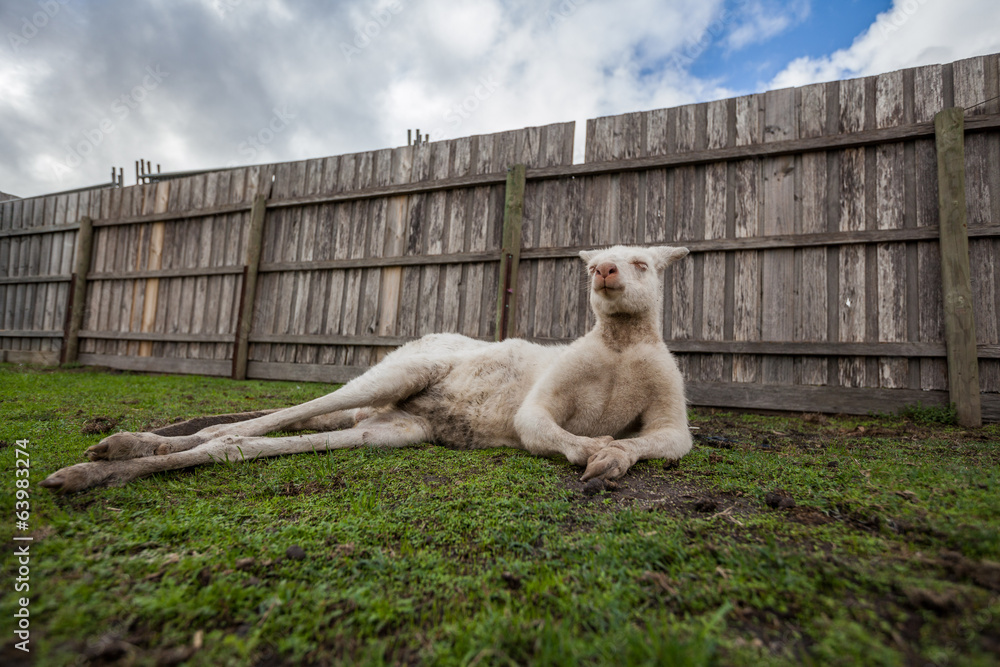 Obraz premium Funny portrait of albino kangaroo