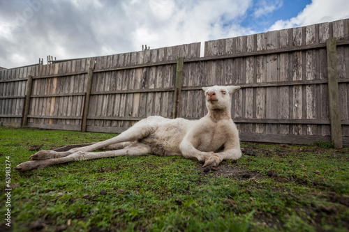 Funny portrait of albino kangaroo