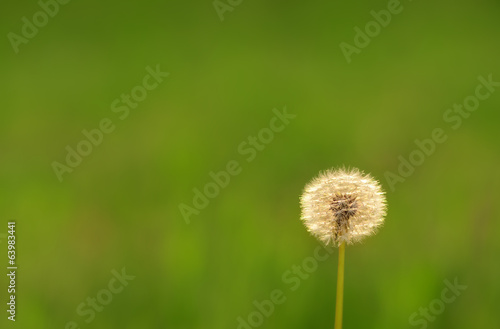 Dandelion seeds on the field